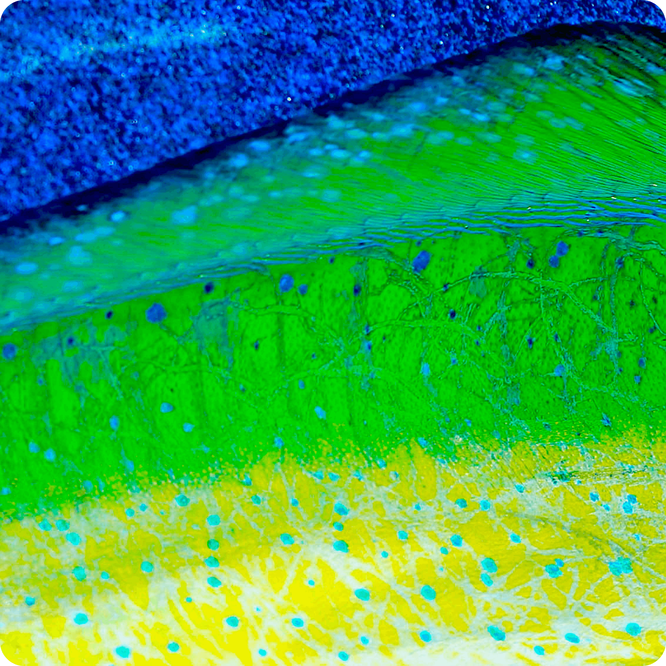 Close up of blue green and yellow fish skin